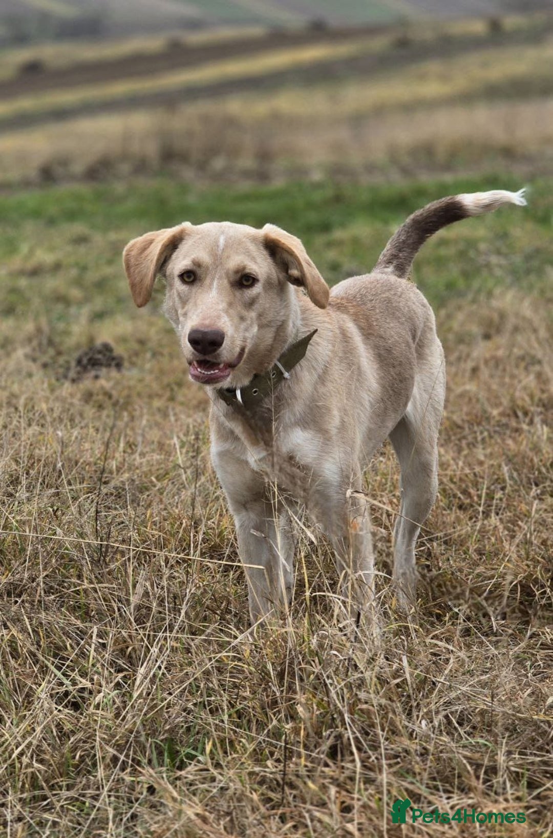 Mixed Breed dogs for adoption: ❤️ JENA – A Gentle 1 year old Girl ❤️ - Advert 6