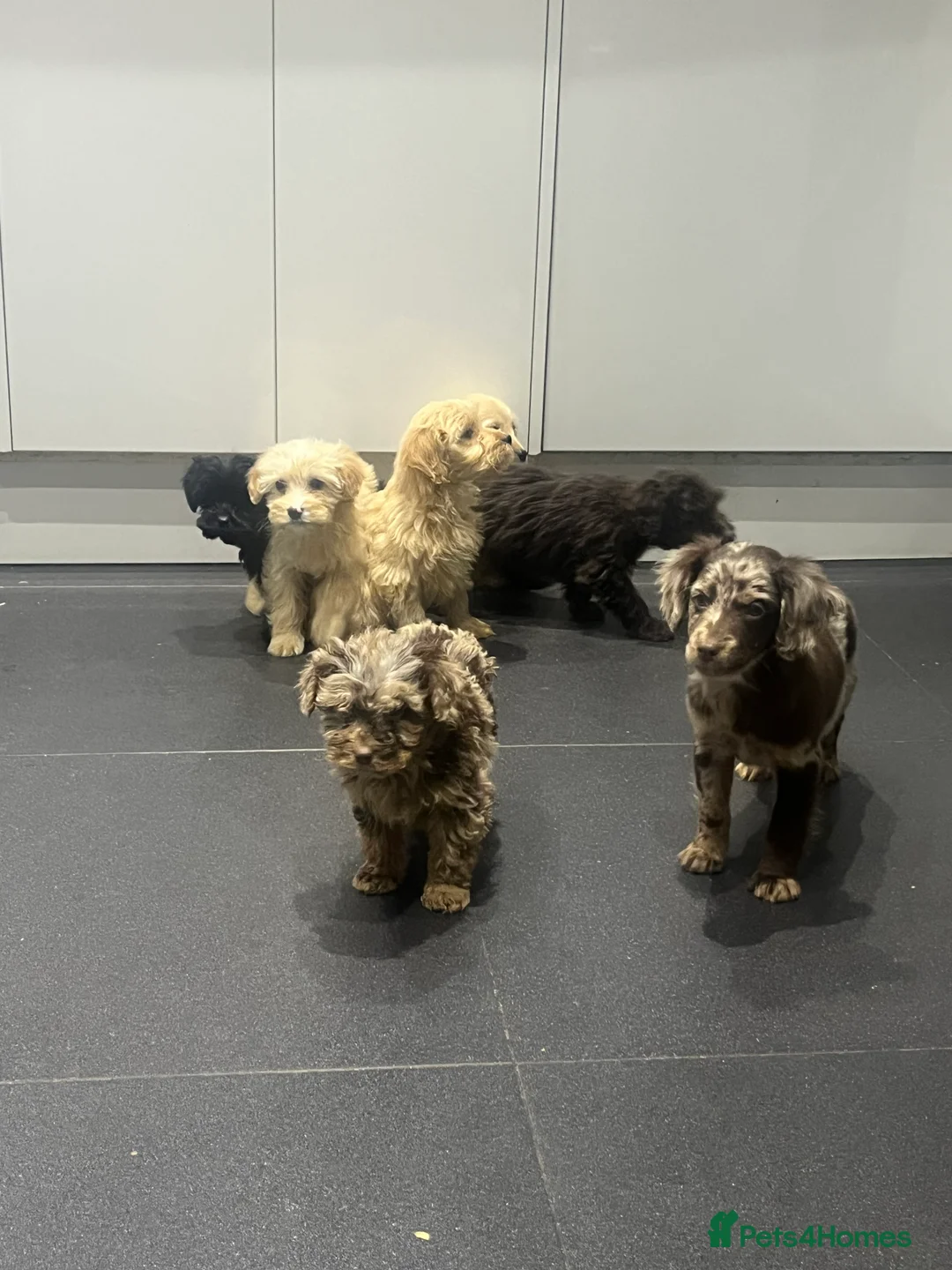 Cockapoo dogs for sale: Beautiful merl Cockpoo puppies  - Advert 4