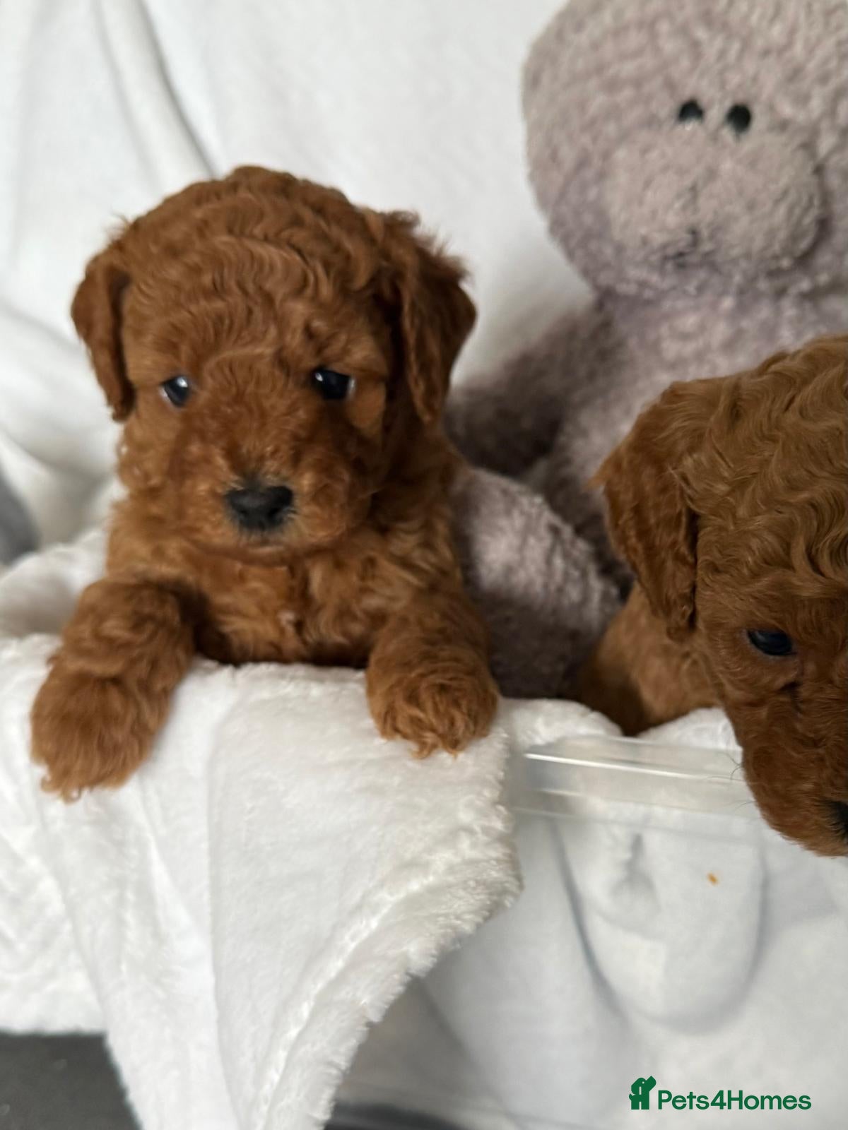 Cavapoo dogs F1b Fox Red Cavapoos - Advert 4