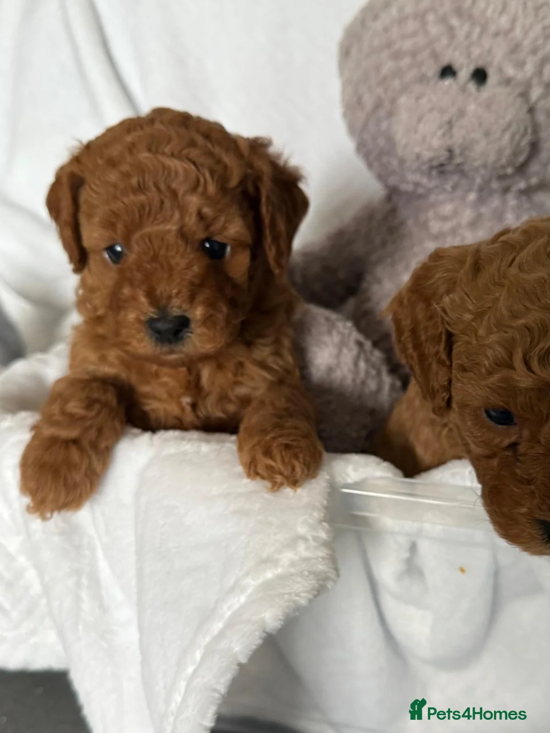 Cavapoo dogs for sale: F1b Fox Red Cavapoos - Advert 1
