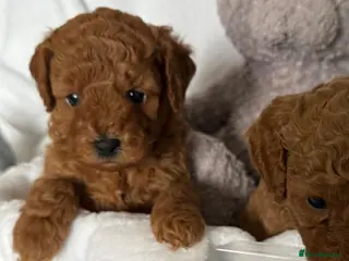 Cavapoo dogs F1b Fox Red Cavapoos - Advert 4