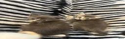 Mixed Breed cats for sale: 4 Stunning Siamese Mixed Kittens Available  - Advert 12