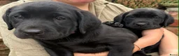 Labrador Retriever dogs for sale: KC Reg, FtCh, chunky confident Black Lab pups - Advert 11