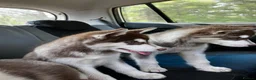 Siberian Husky dogs for sale: Beautiful Purebred Red Siberian Husky Girls - Advert 28