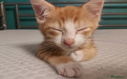Mixed Breed cats for sale: 4 kittens ready for loving homes - Image 8