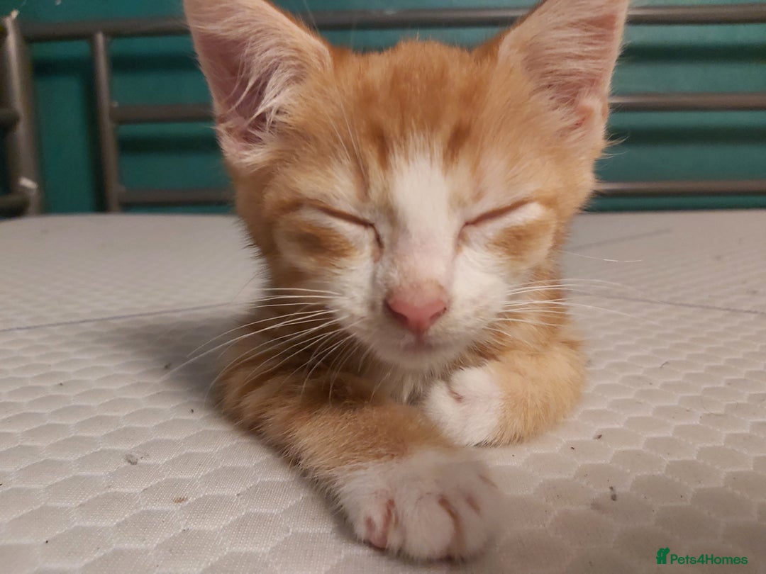 Mixed Breed cats for sale: 4 kittens ready for loving homes - Image 8