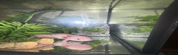 Axolotl reptiles for sale: 2 axolotls for sale along with full set up  - Advert 2