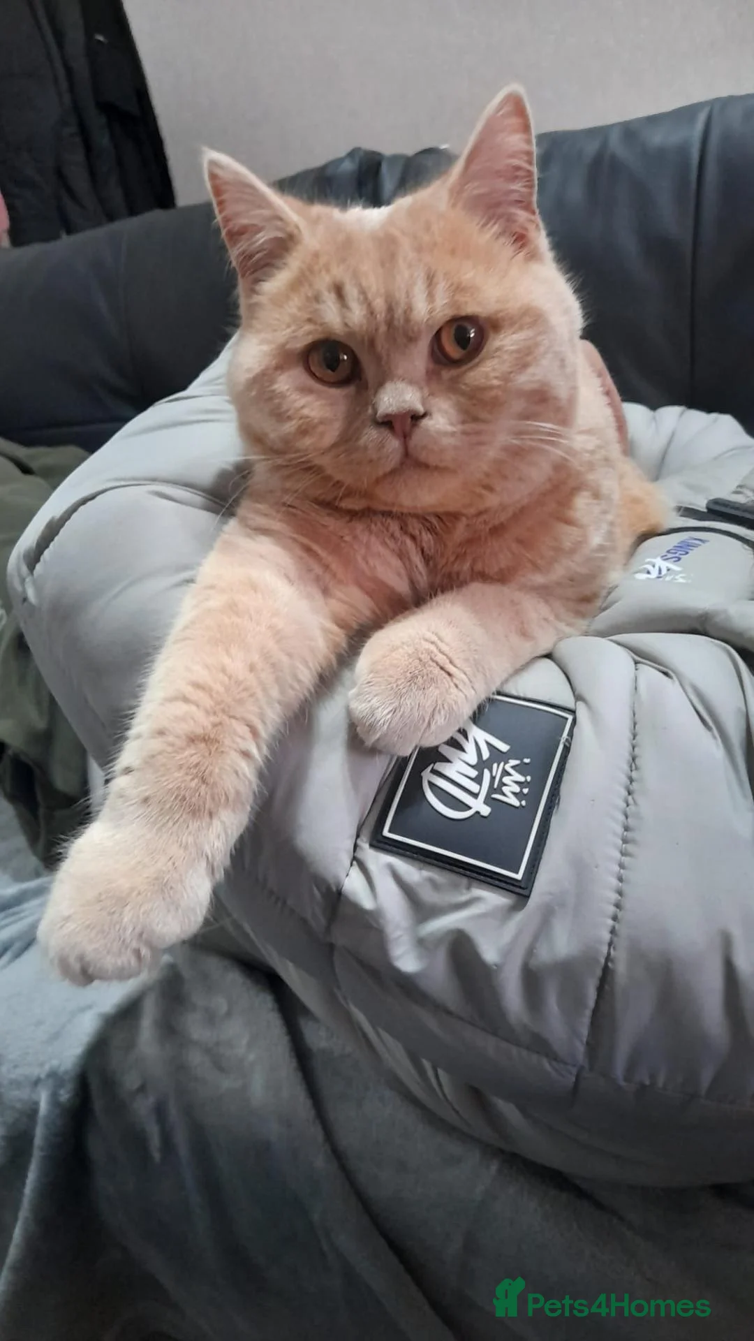 British Shorthair cats for sale: British Shorthair cream boy - Advert 3