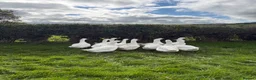 Geese poultry for sale: 12 emden geese  in Tregaron - Advert 2