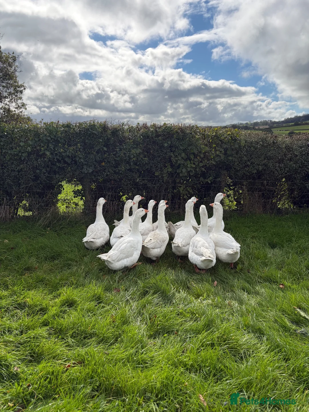 Geese poultry for sale: 12 emden geese  in Tregaron - Advert 2