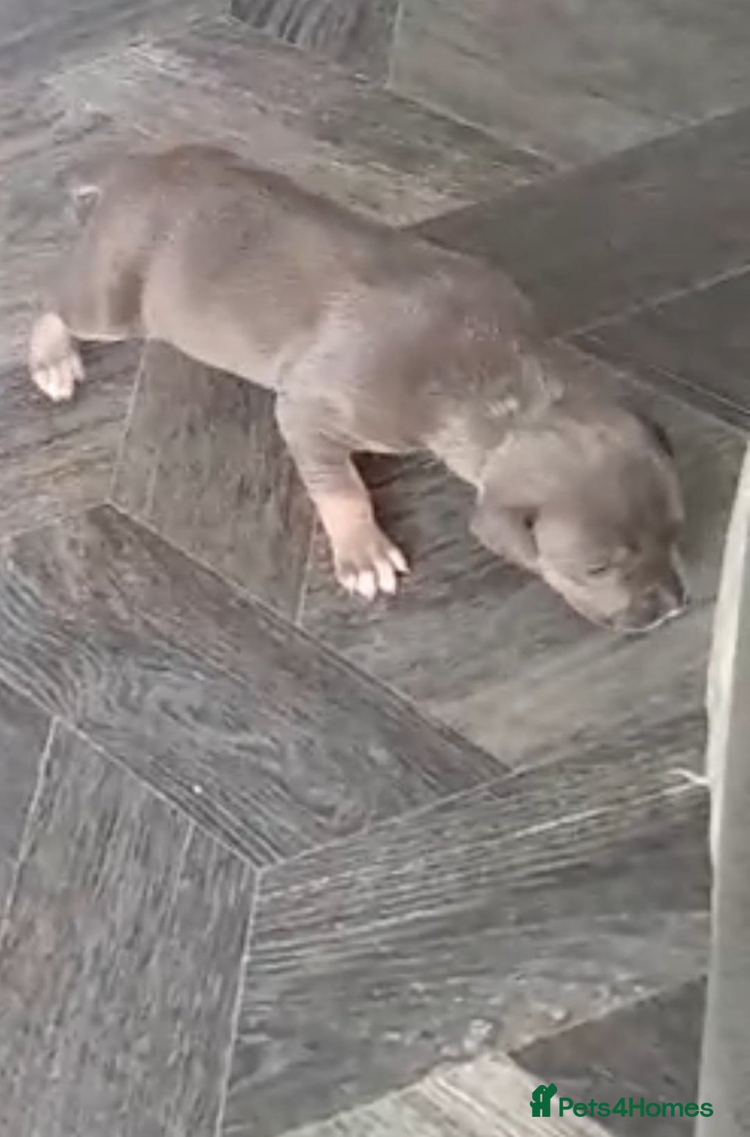 Staffordshire Bull Terrier dogs for sale: Blue tri Staffordshire bull terrier pups for sale  - Image 5