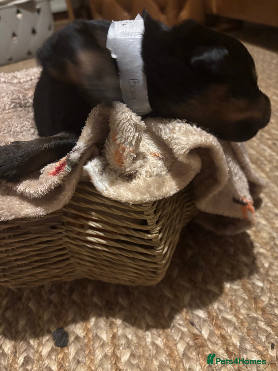 Rottweiler dogs for sale: *** Pedigree Rottweiler puppies*** - Advert 19