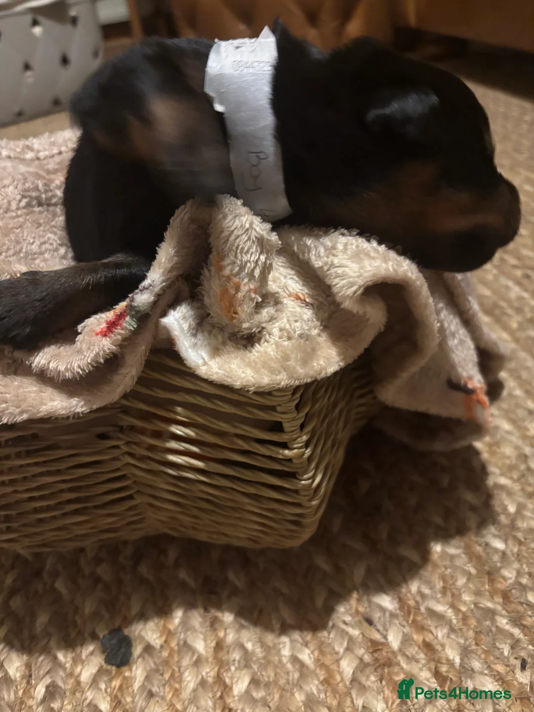 Rottweiler dogs for sale: *** Pedigree Rottweiler puppies ready in 2 wks*** - Advert 27