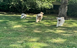 Mini Goldendoodle dogs for sale: Miniature Goldendoodle Puppies – Therapy Dog Mum - Image 14