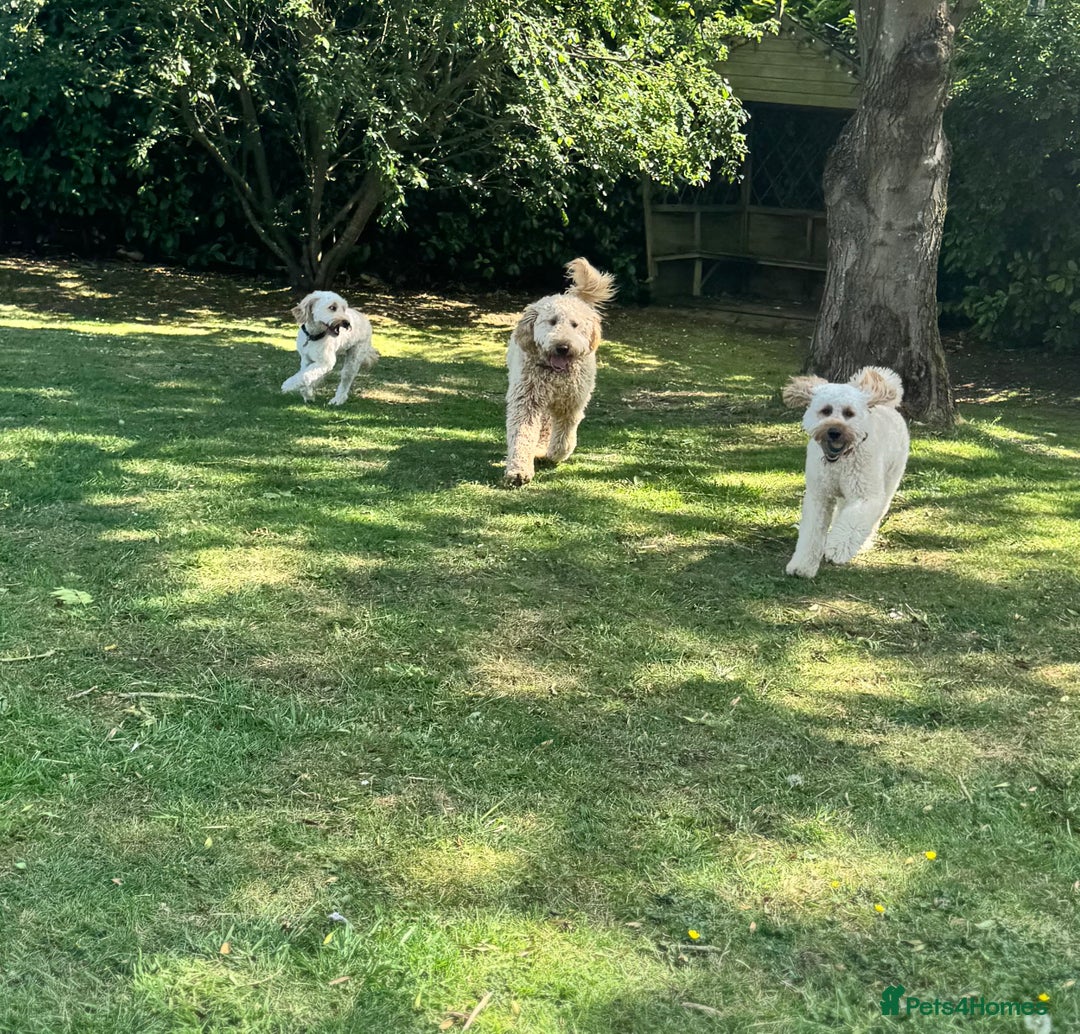 Mini Goldendoodle dogs for sale: Miniature Goldendoodle Puppies – Therapy Dog Mum - Image 14
