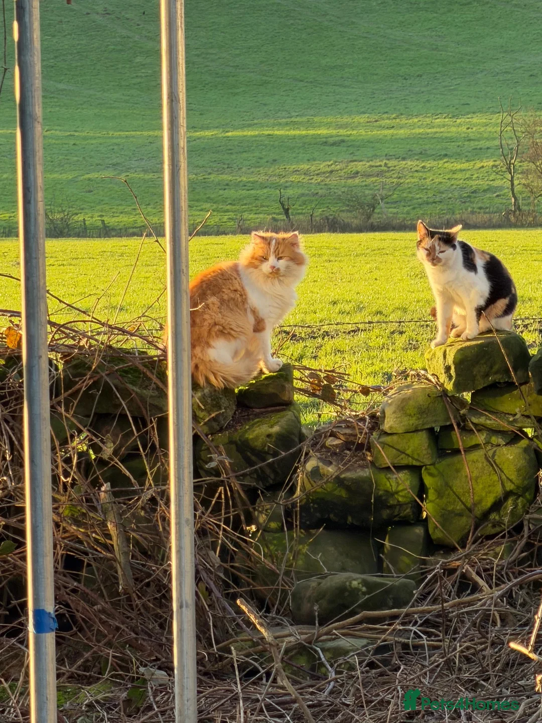 Mixed Breed cats for sale: Farm kitten available - ginger/white girl  - Advert 2