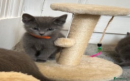 Russian Blue cats for sale: Russian Blue Kittens  - Image 4