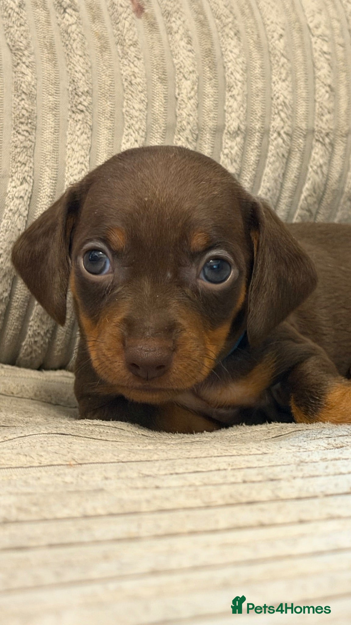 Miniature Dachshund dogs !!!REDUCED!!! Miniature Dachshund Puppies - Advert 10