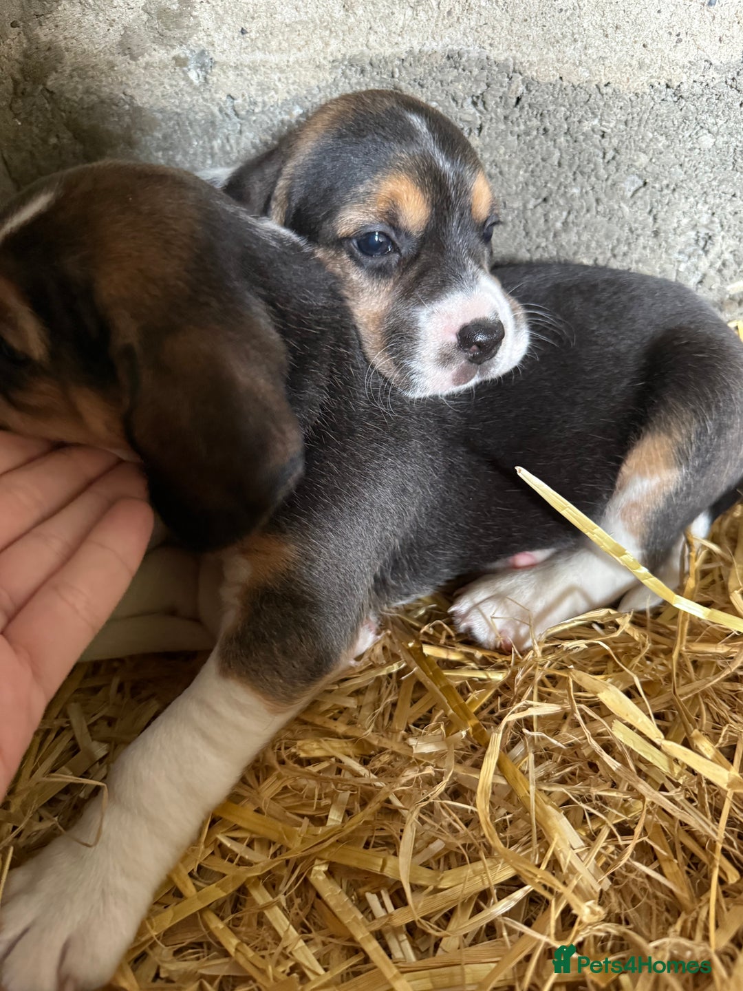 Beagle dogs for sale:  Beagle Pups - Parents DNA Tested - Image 10
