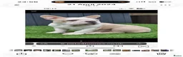French Bulldog dogs for stud: French bulldog with Husky Background for stud  - Advert 6