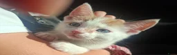 Mixed Breed cats for sale: Brothers. 2 beautiful kittens for sale  - Advert 5