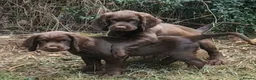 Sprocker dogs for sale: Beautiful F1B Sprocker Puppies  in Welshpool - Advert 10
