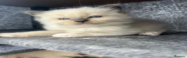 Ragdoll 2