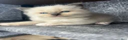Ragdoll cats for sale: Beautiful GCCF Lilac/Blue Mitted kittens 🥇🐾 - Advert 15