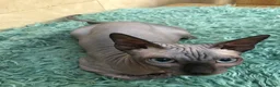 Sphynx cats for sale: Loving 3yo Sphynx Cats Hugo & Gizmo For Sale  - Advert 2
