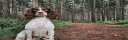 English Springer Spaniel dogs for stud: FTAW Springer Spaniel Stud in Gainsborough - Advert 5