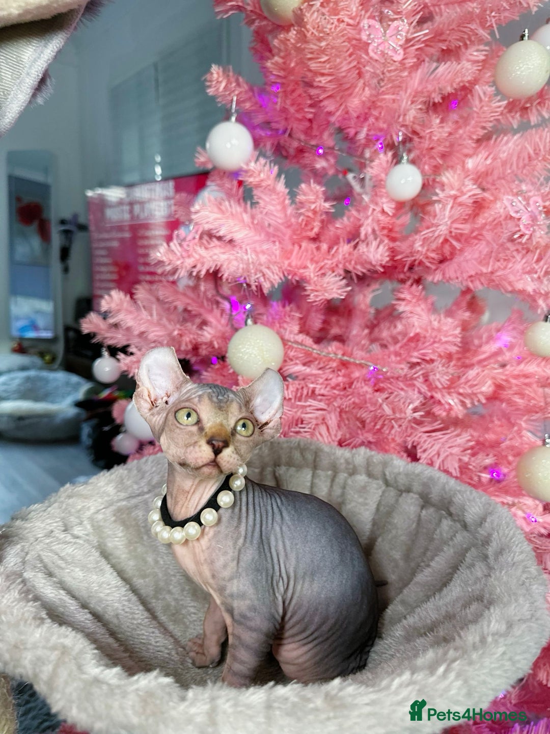 Sphynx cats for sale: 🌟 Stunning Sphynx & Elf Kittens  - Advert 20