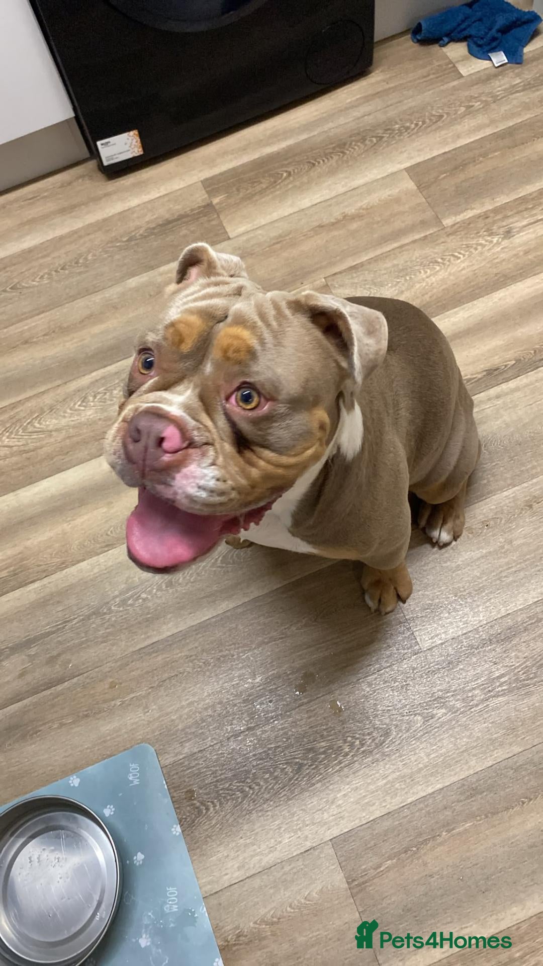 Olde English Bulldogge dogs Bruno - Advert 1