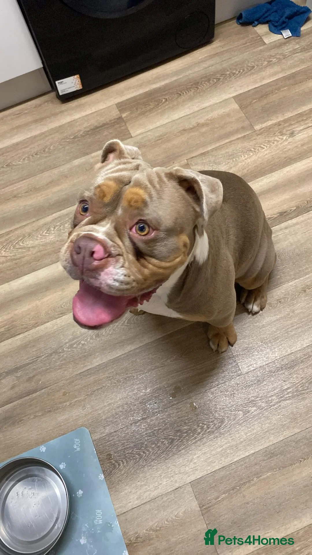 Olde English Bulldogge dogs for sale: Bruno in Coalville - Advert 1