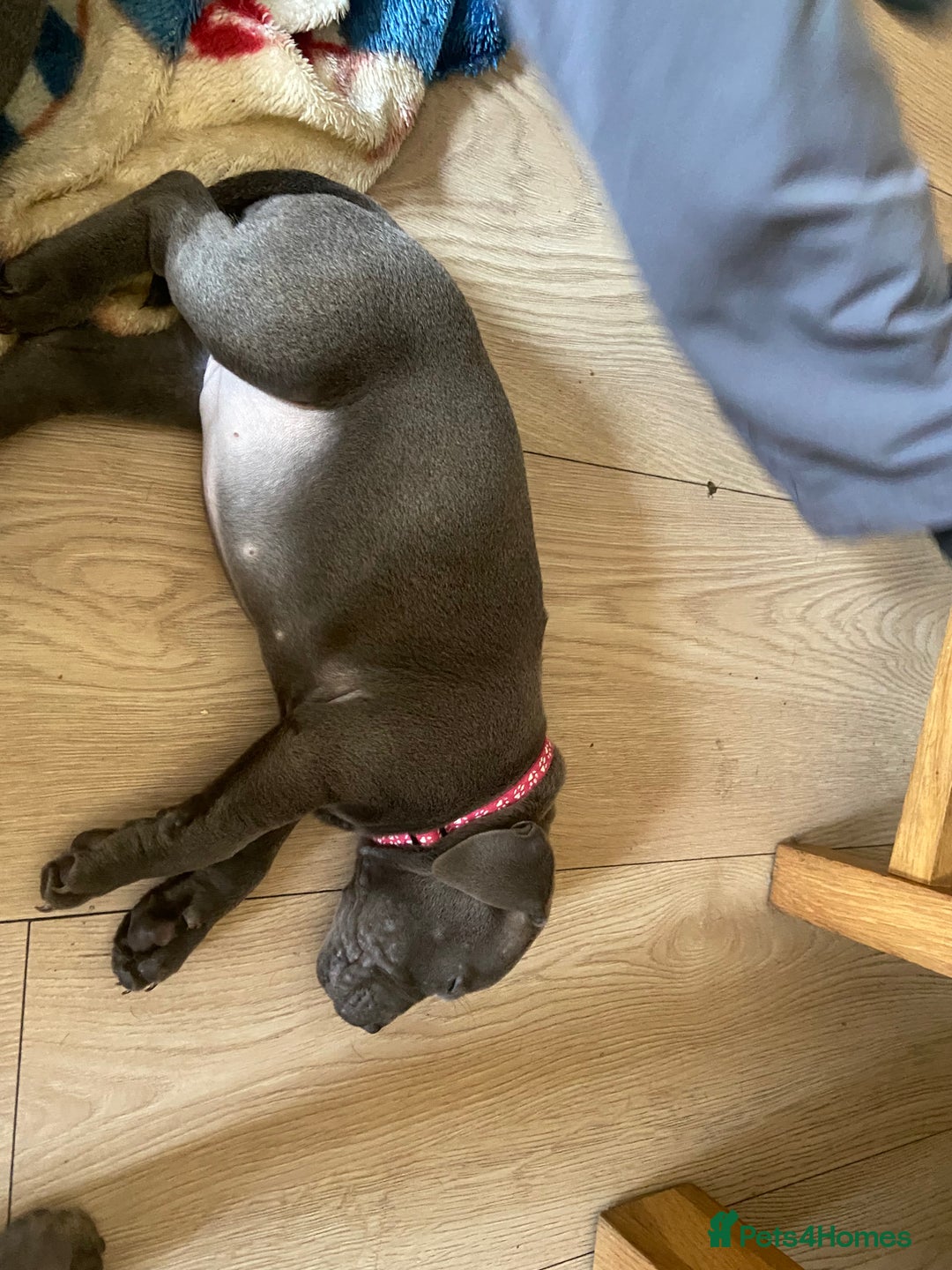 Staffordshire Bull Terrier dogs for sale: solid blues - Image 10