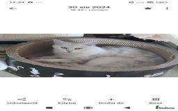 Maine Coon cats for sale: Beautiful NEUTERED girl XXL - Image 2