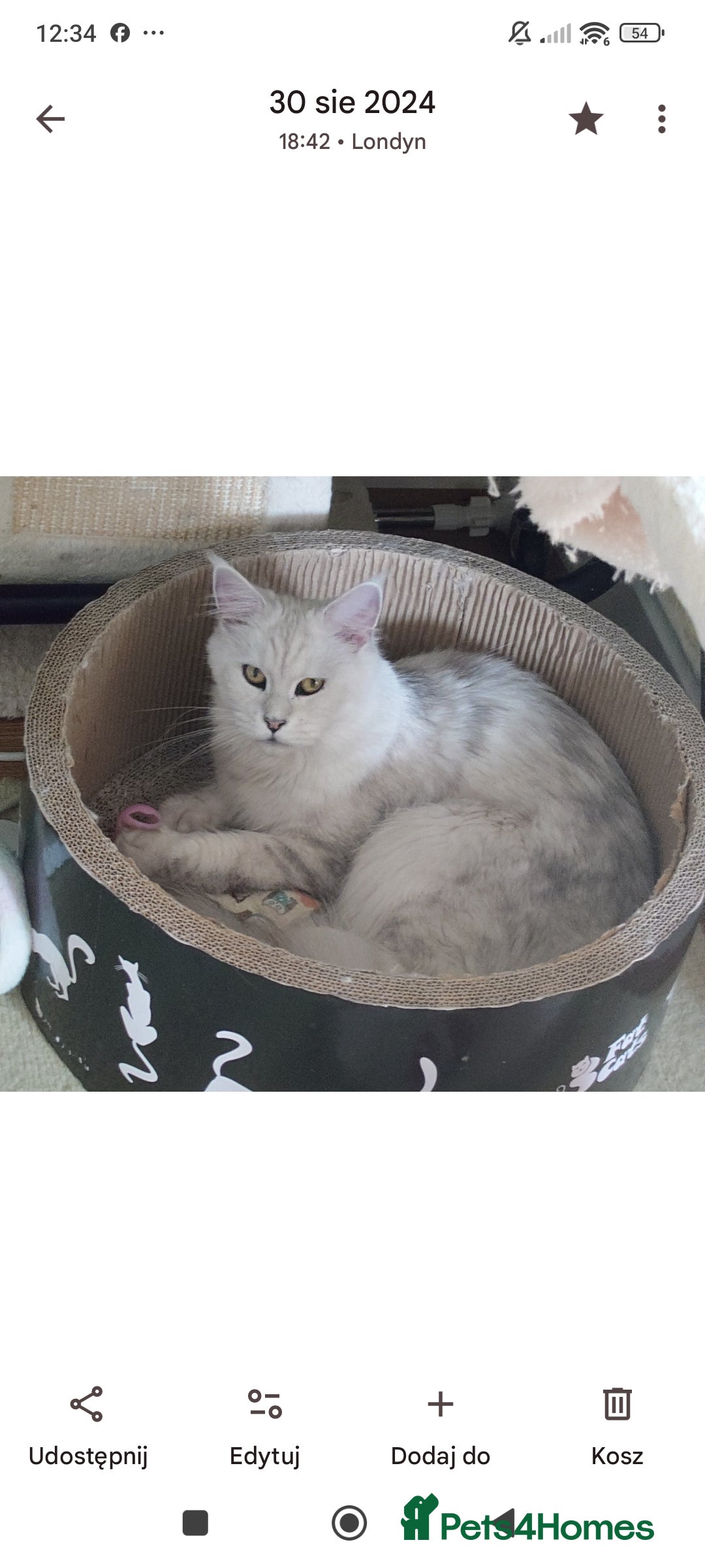 Maine Coon cats for sale: Beautiful NEUTERED girl XXL - Image 2