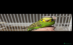 Budgerigars birds for sale: Babies & -Adult Budgies  in Ebbw Vale - Image 4