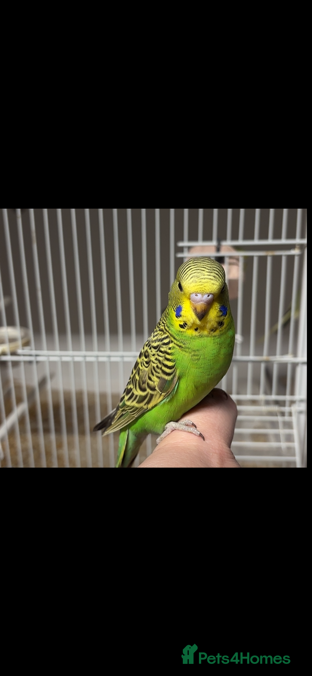 Budgerigars birds for sale: Babies & -Adult Budgies  in Ebbw Vale - Image 4