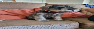 Miniature Schnauzer 1