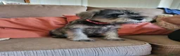 Miniature Schnauzer dogs for sale: Lovely miniature schnauzer's - Advert 9