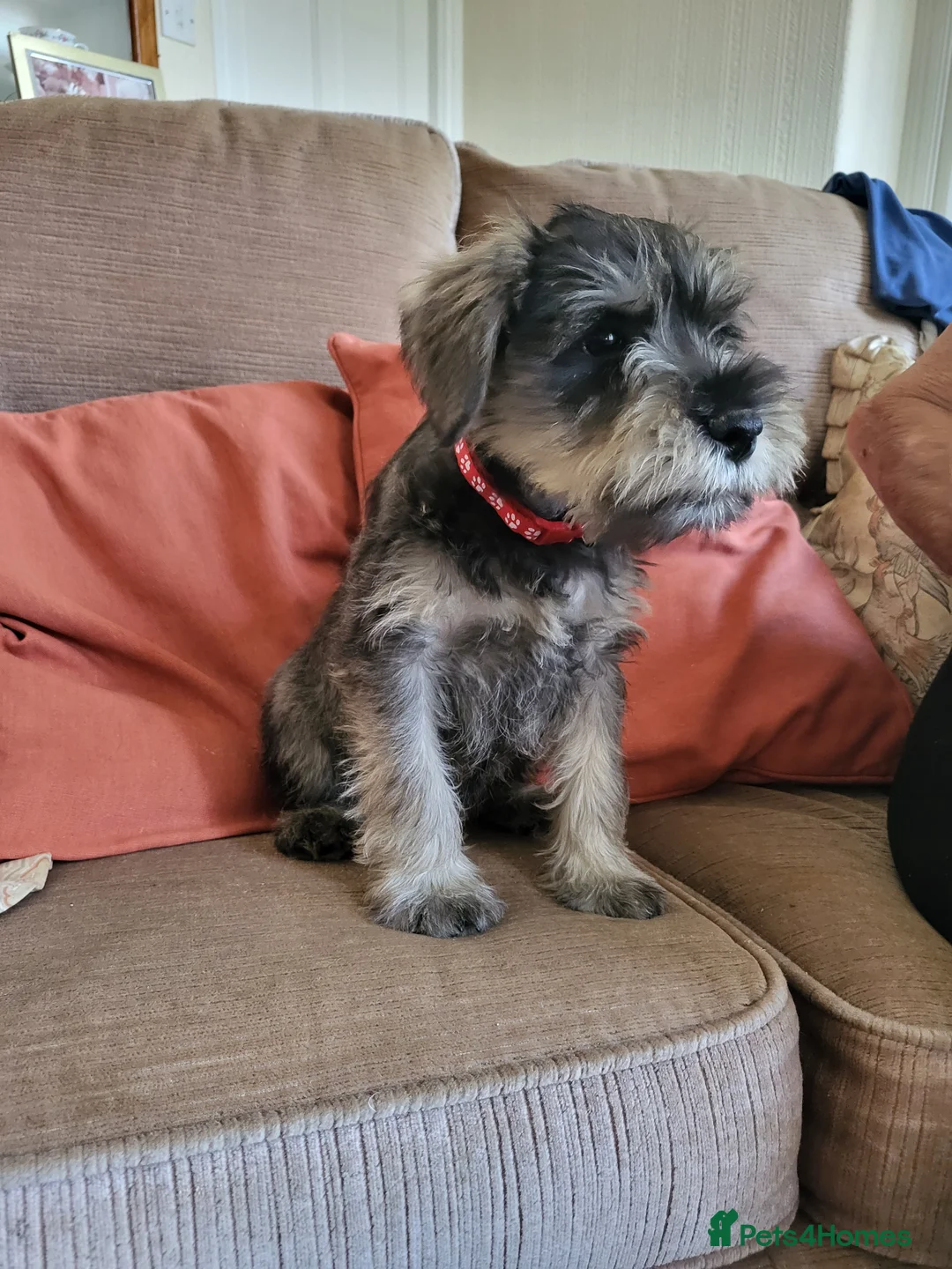 Miniature Schnauzer dogs for sale: Lovely miniature schnauzer's - Advert 10