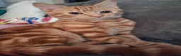 Domestic Shorthair cats for sale: Male kitten (5 months old)  - Advert 2