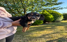 Cocker Spaniel dogs for sale: Working cocker spaniels  - Image 15