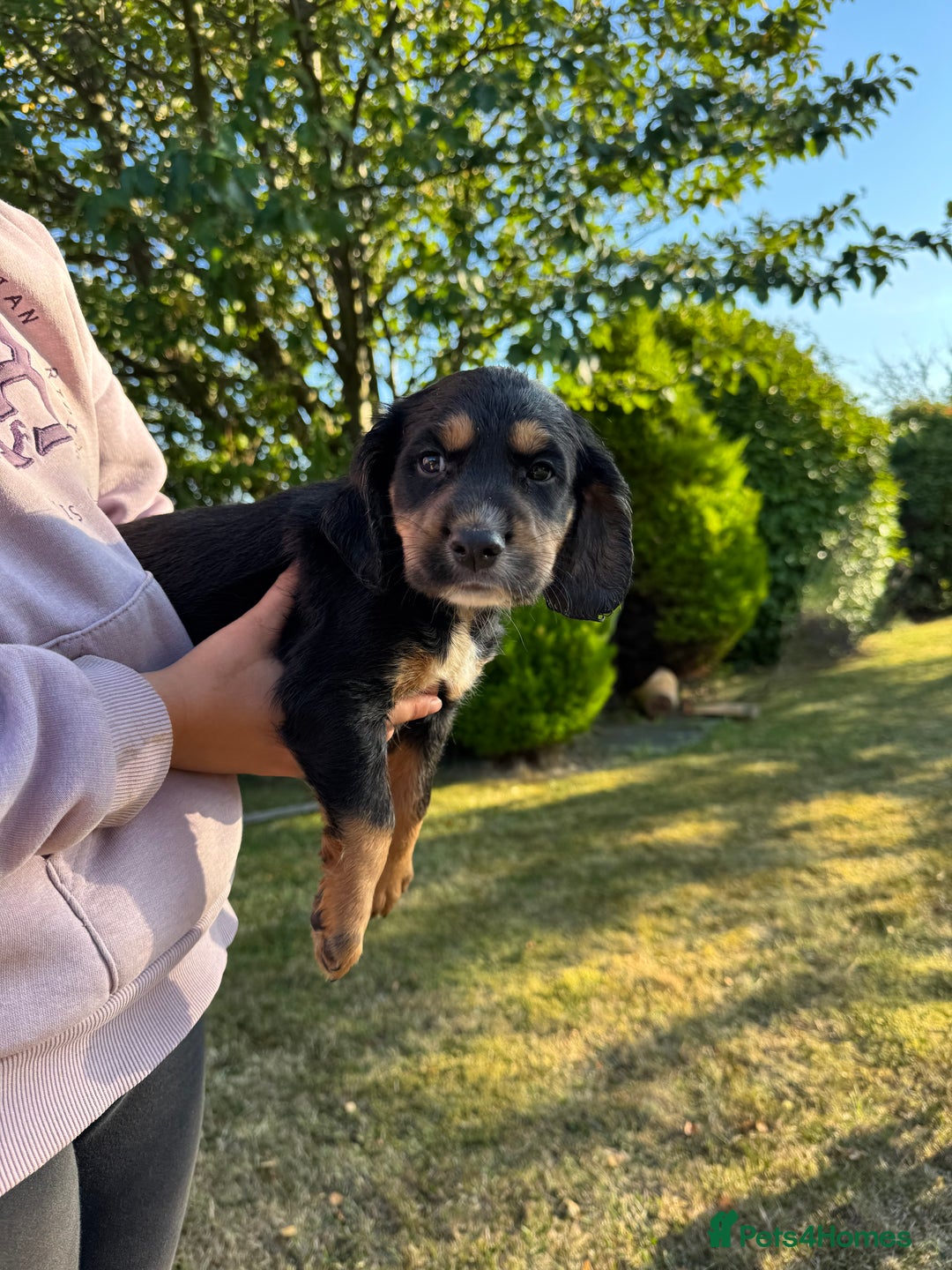 Cocker Spaniel dogs for sale: Working cocker spaniels  - Image 15