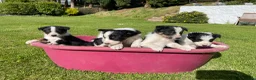 Border Collie dogs for sale: 6 Adorable Border Collie Puppies  in Brecon - Advert 17