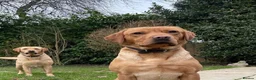 Labrador Retriever dogs for sale: Golden and red fox Labrador pups  in St Albans - Advert 2