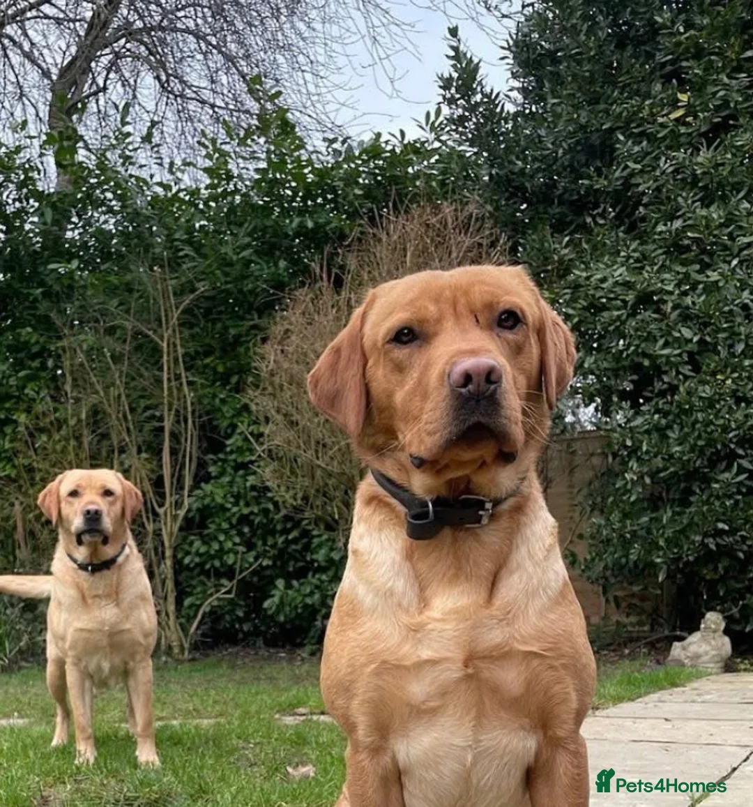 Labrador Retriever dogs for sale: Golden and red fox Labrador pups  in St Albans - Advert 2