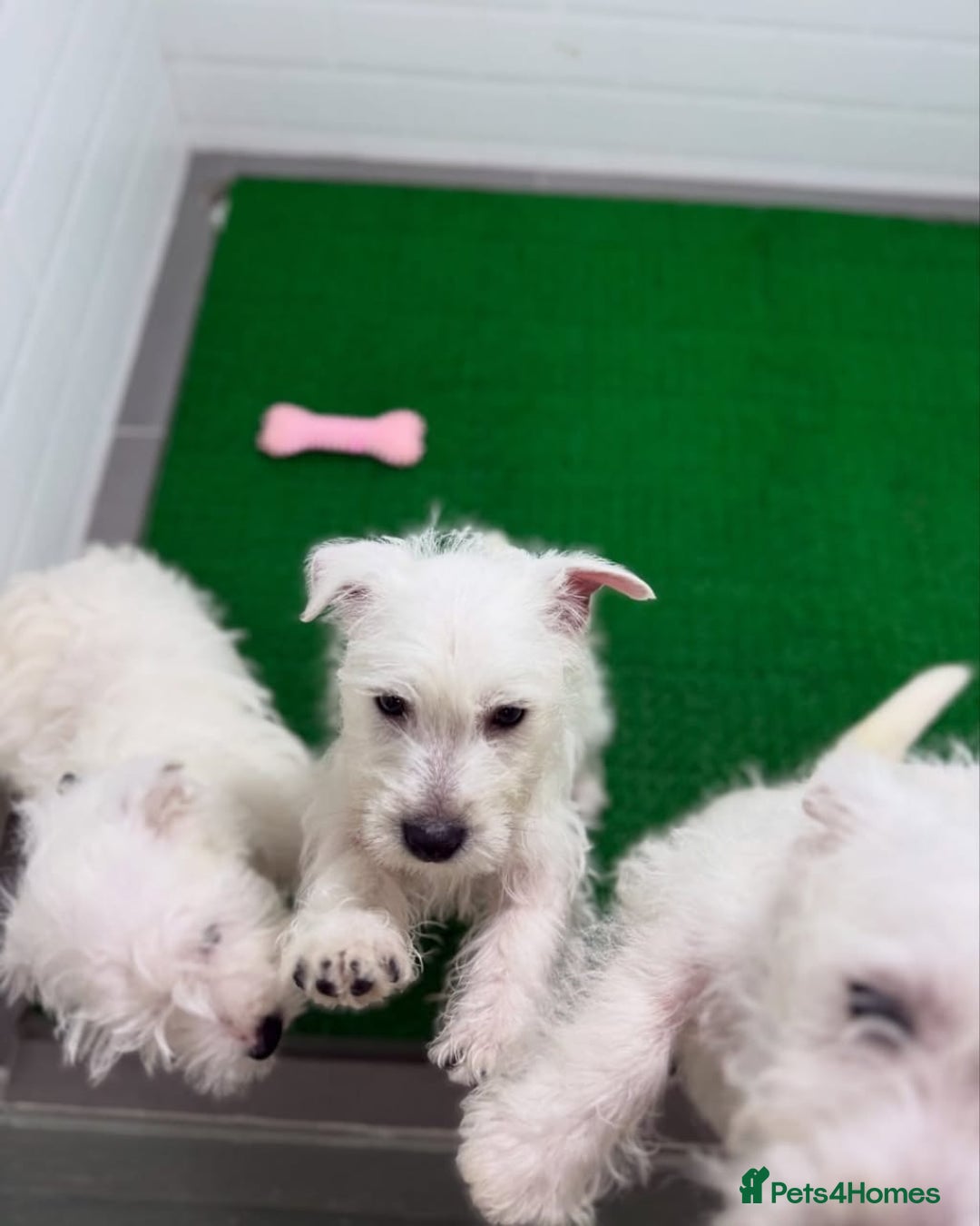 West Highland Terrier dogs for sale: 🤍🐾Westie Puppies ! 🐶🌼 - Image 5