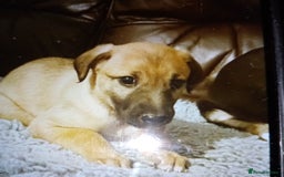 Lurcher dogs for sale: Bedlington whippet greyhound pups  - Advert 6