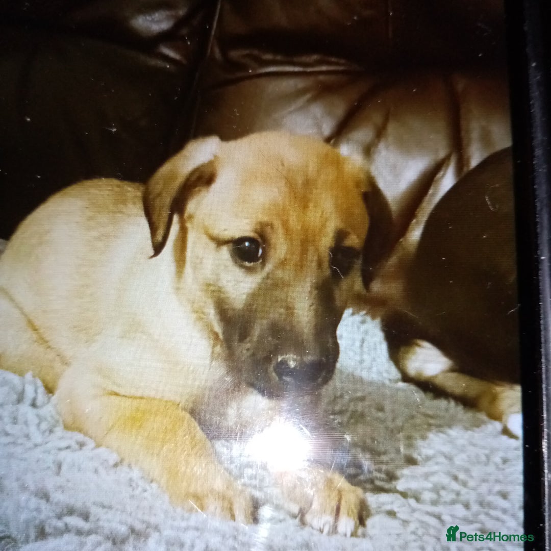 Lurcher dogs for sale: Bedlington whippet greyhound pups  - Advert 6